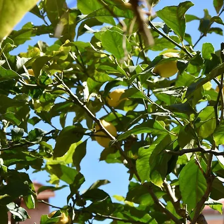 Tamarillo Villefranche-sur-Mer