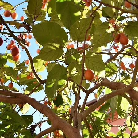 Apartment Tamarillo *