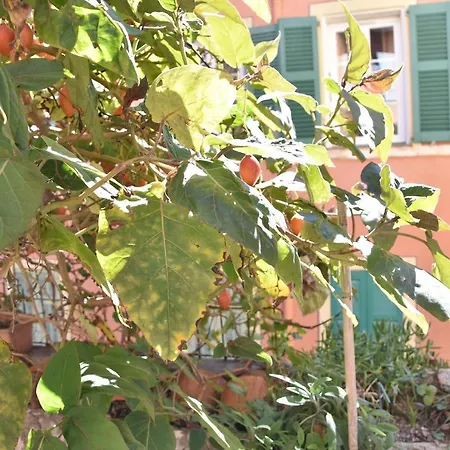 Apartment Tamarillo