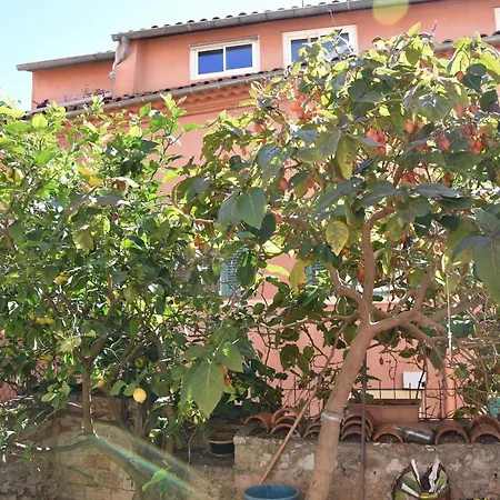 Tamarillo *